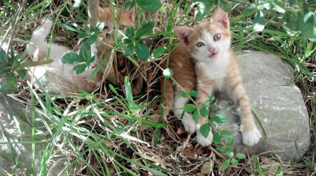 _专业评论员深度解析:战术与技术新看点_,技战术的重要性