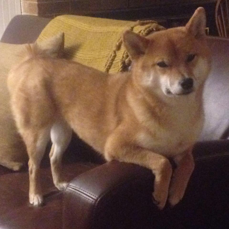 【未来赛场】智能裁判和规则完善带来的行业变革，裁判文书智能编写