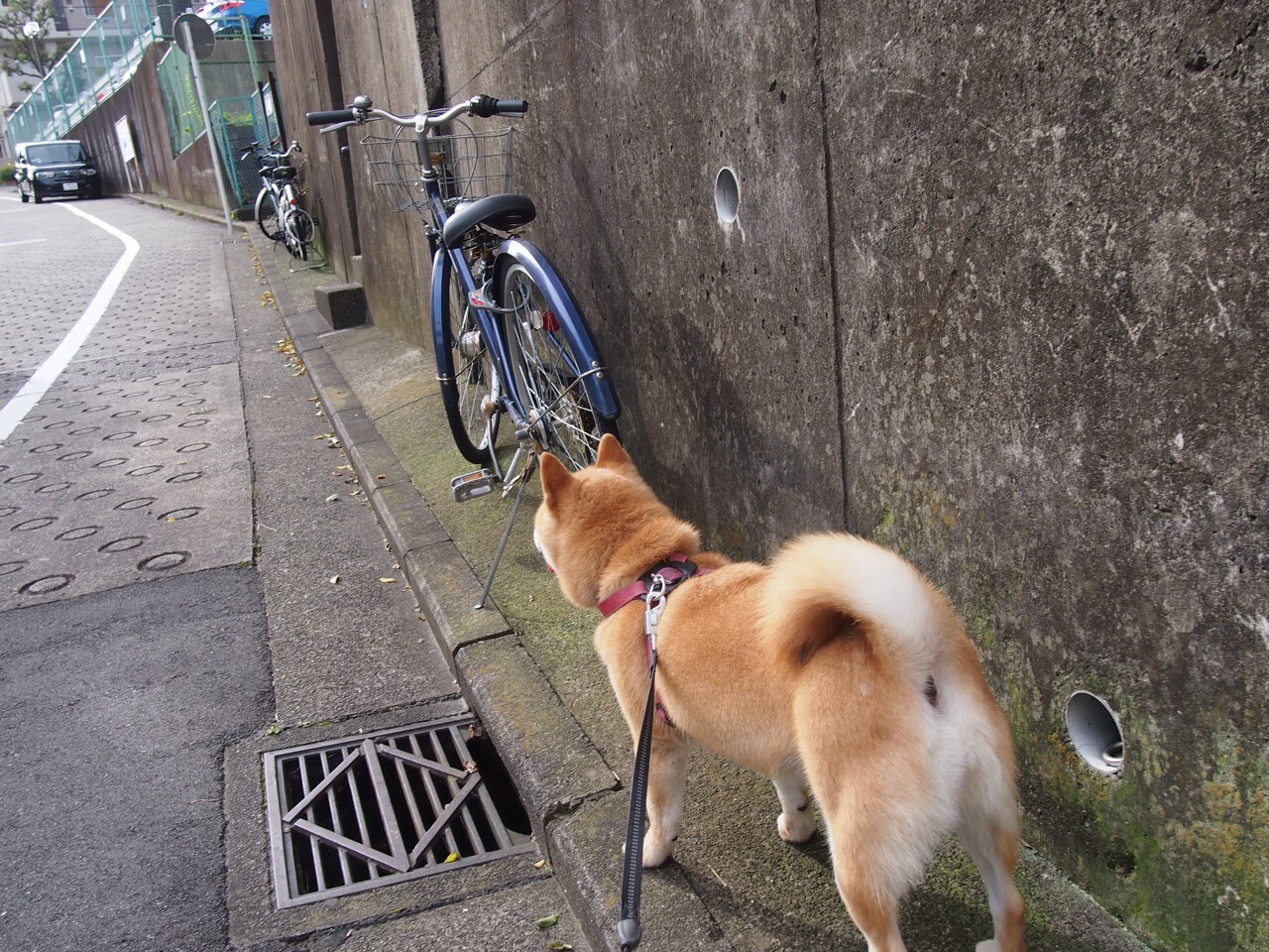 大型尼泊尔雪地滑翔，极限速度飙升，尼泊尔滑翔伞在哪里