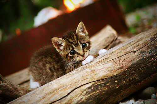 乐鱼体育平台app下载-新一代电竞装备面市，助力玩家迈向巅峰，中国电竞的新一代
