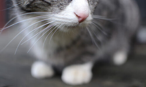 足球文化文创衍生品拓展海外市场,足球文化创意秀