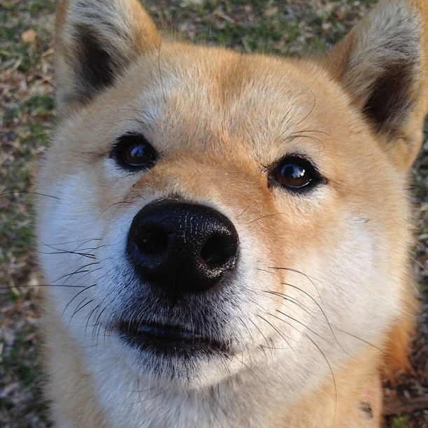 乐鱼体育APP官方下载-主教练合同是否应加入联赛支持条款，主教练可以上场打球吗