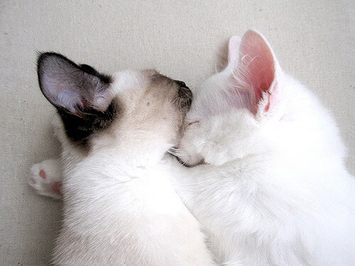 勇士发挥团队精神击溃对手,勇士发挥团队精神击溃对手