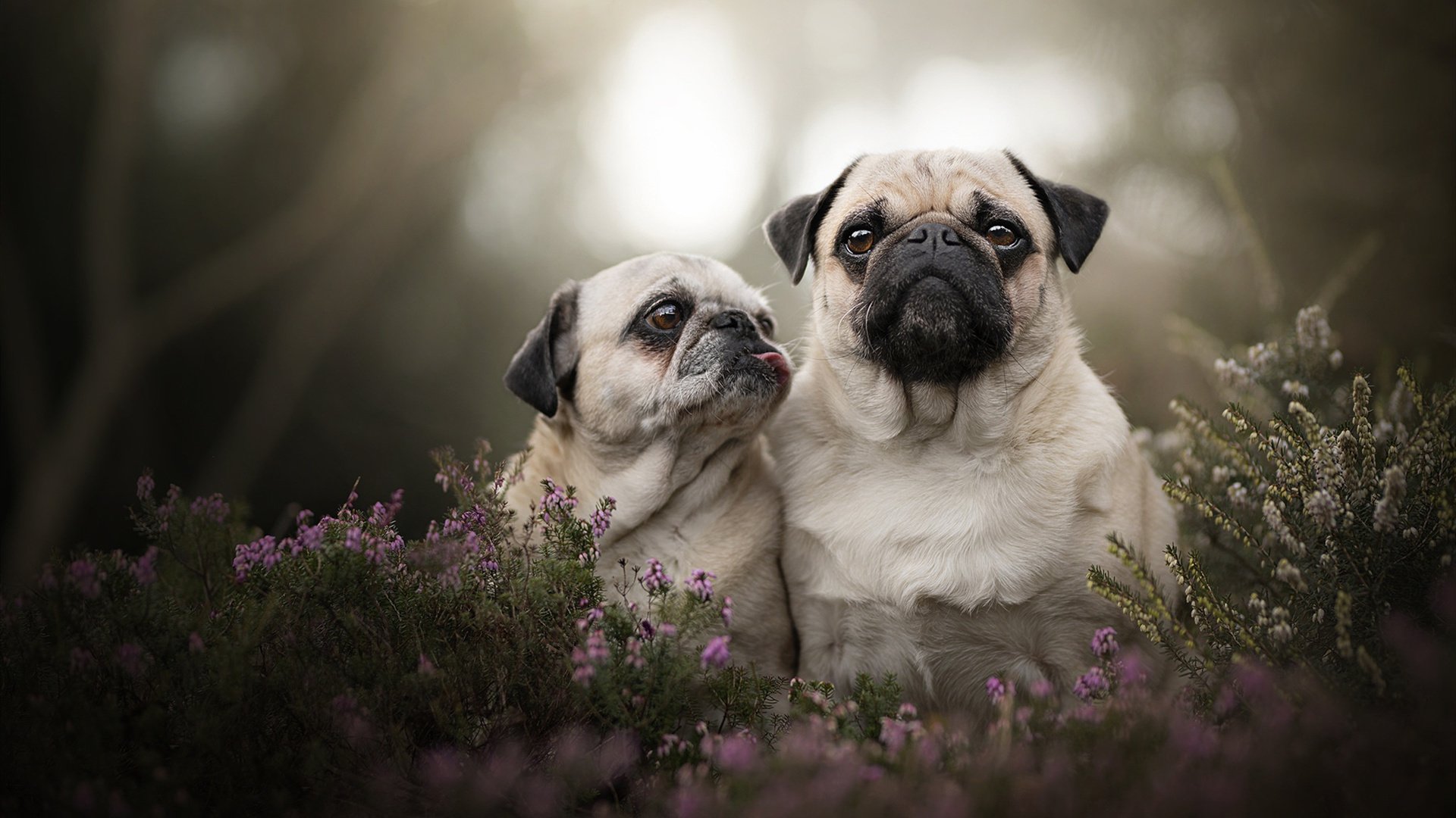 唐斯篮下发威森林狼主场称王,唐斯加盟篮网