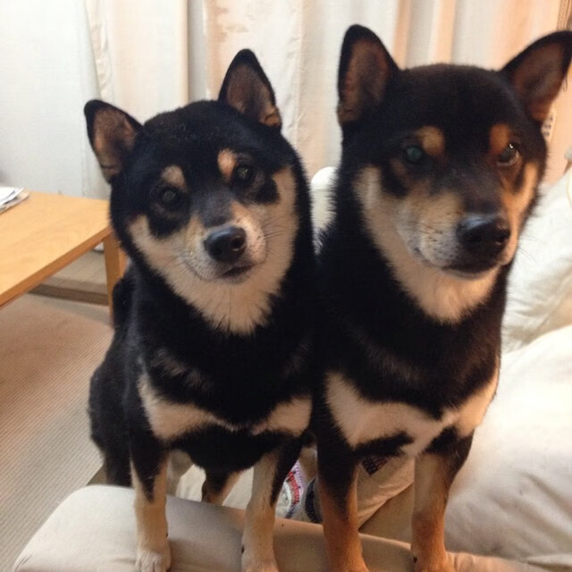 leyu乐鱼-帕尔马-输给AC米兰，遭遇连败，帕尔马vs米兰