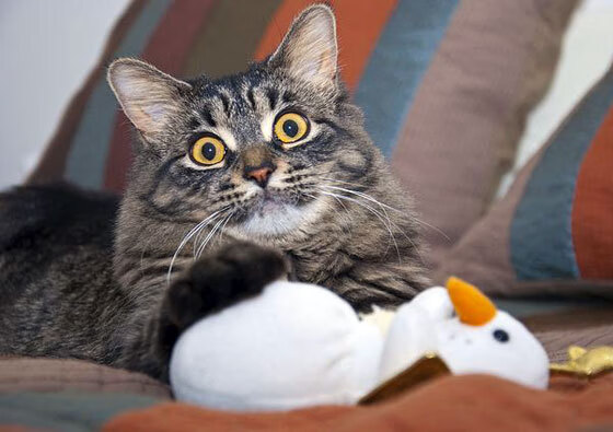 帕尔马主席宣布引援计划,助保级大业,帕尔马队