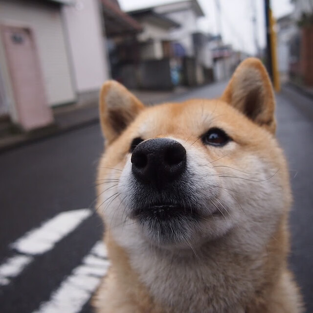 帕尔马前锋状态回暖,助球队连胜,帕尔马巅峰时期阵容