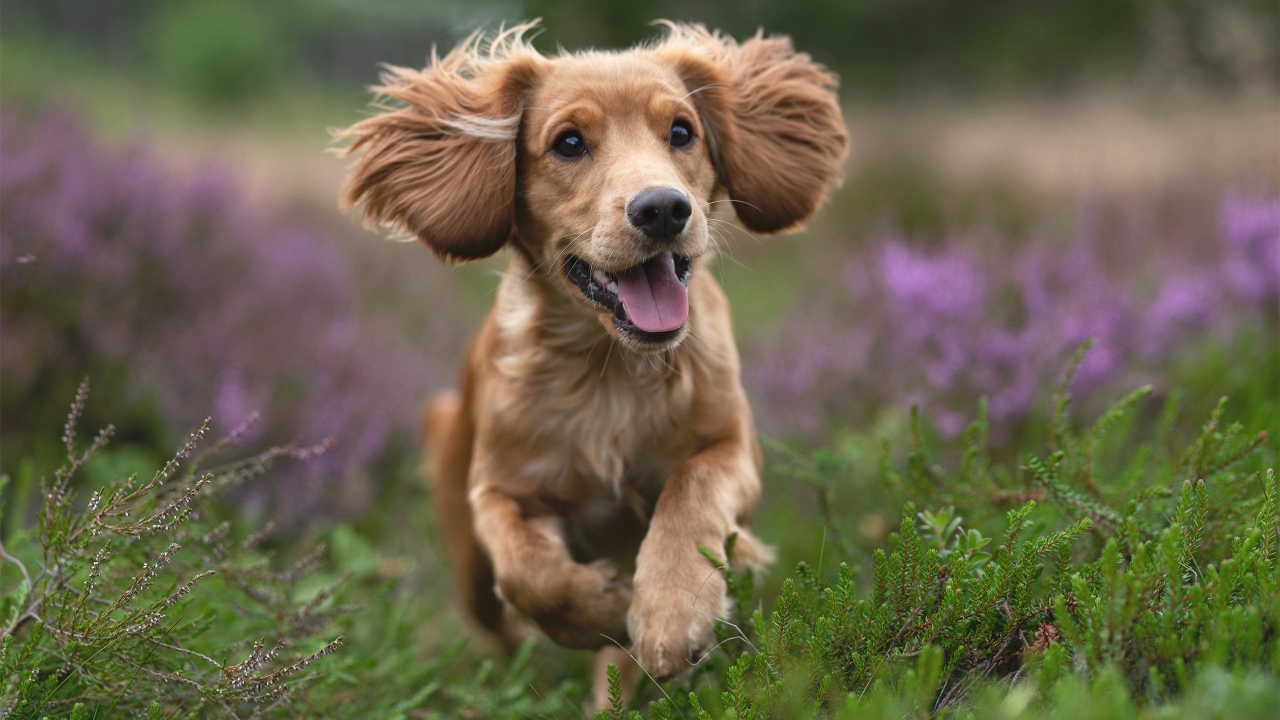 乐鱼电竞在线平台-阿尔阿赫利主场表现抢眼，阿赫利vs德独立