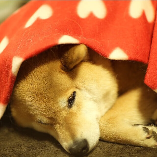 世界游泳锦标赛中国女将再获金牌,世界游泳锦标赛2020