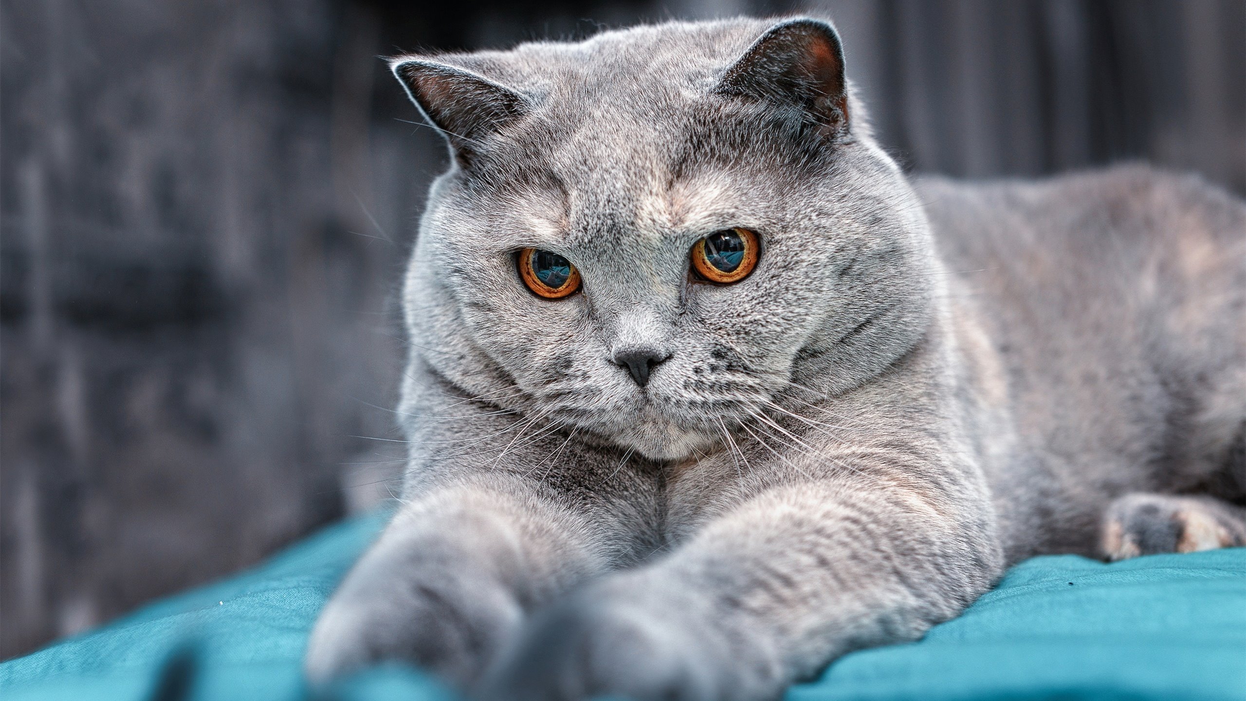 德甲赛程密集区间轮换制度对比赛节奏影响,德甲赛程密集区间轮换制度对比赛节奏影响大吗