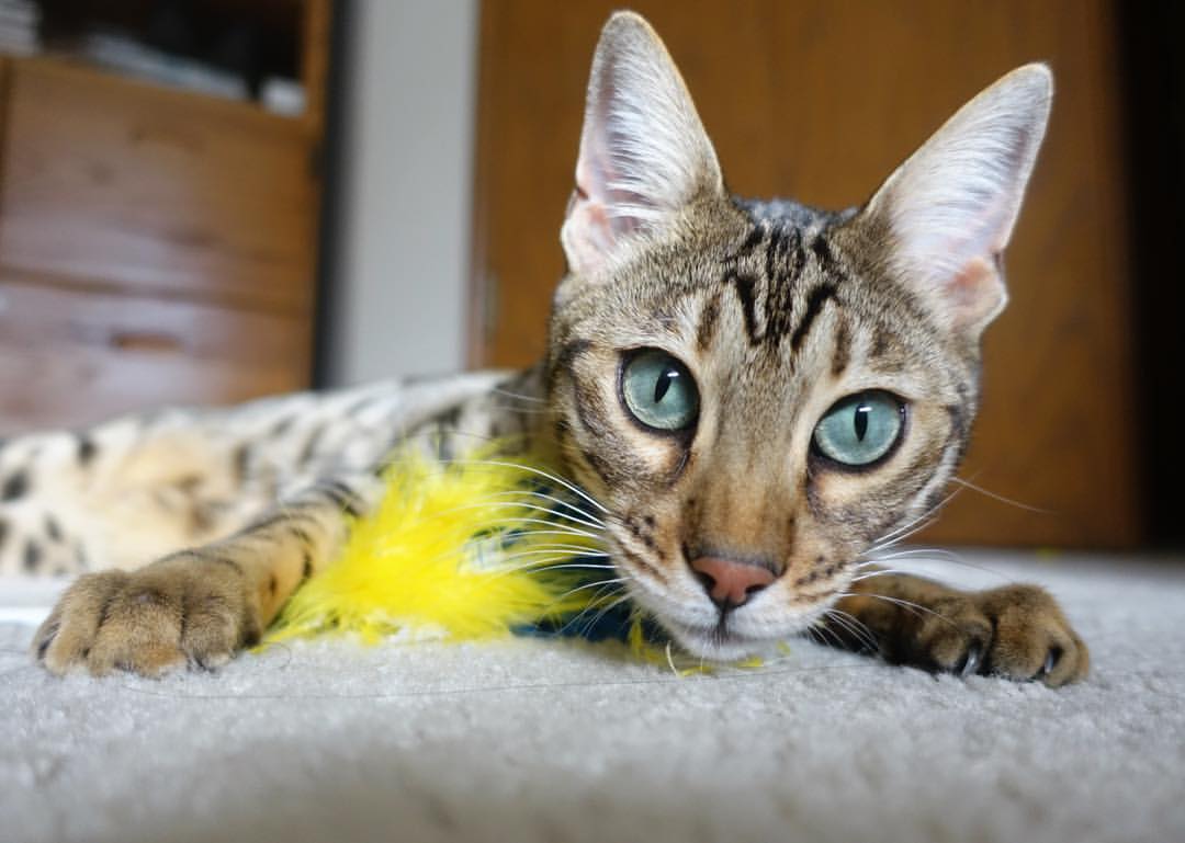 篮球运动员比赛数据采集及战术分析技术，篮球球员数据统计表格