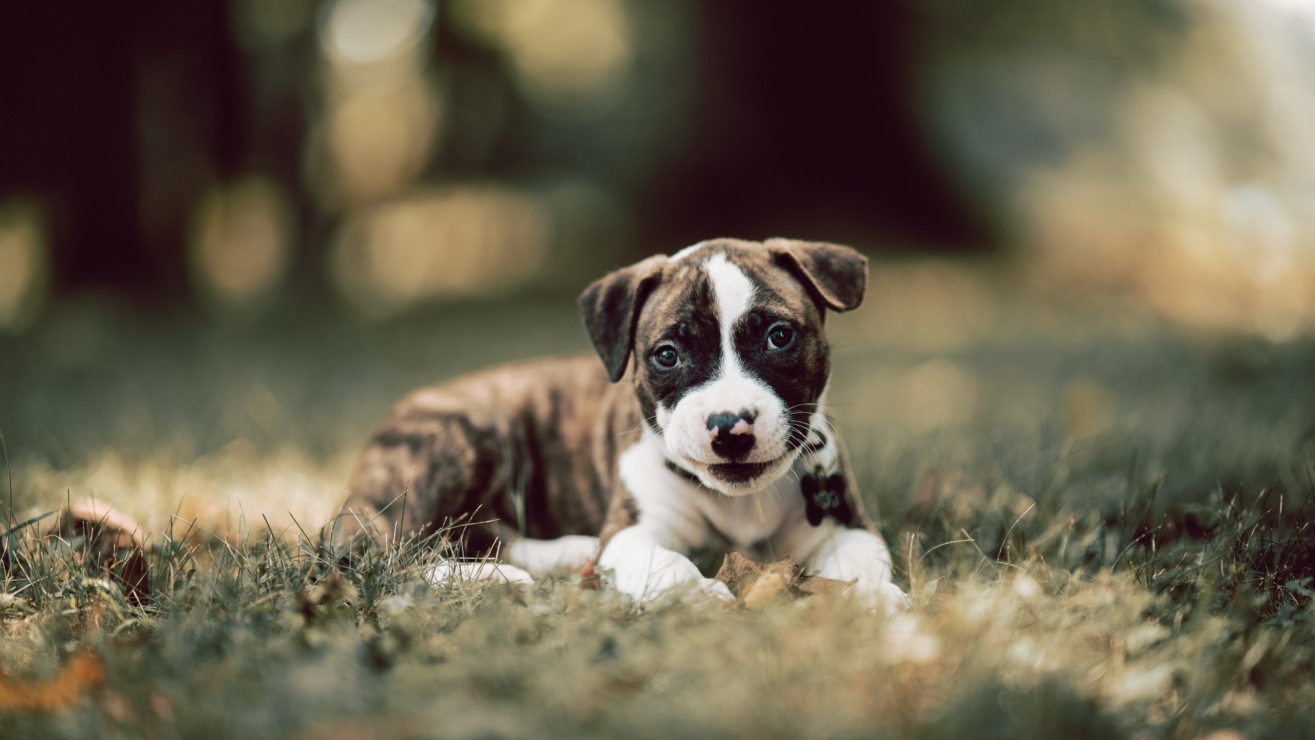 赛事志愿服务激励，赛事志愿者服务五大原则