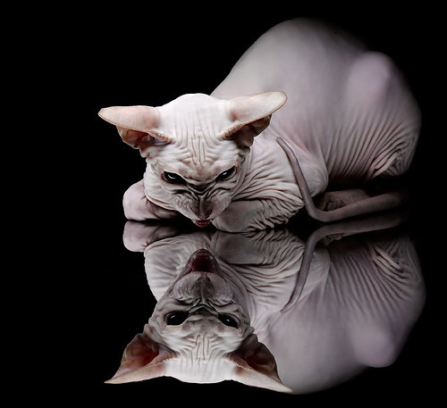 “东安湖赛场:跑酷与龙舟并肩上演速度与力量的碰撞”