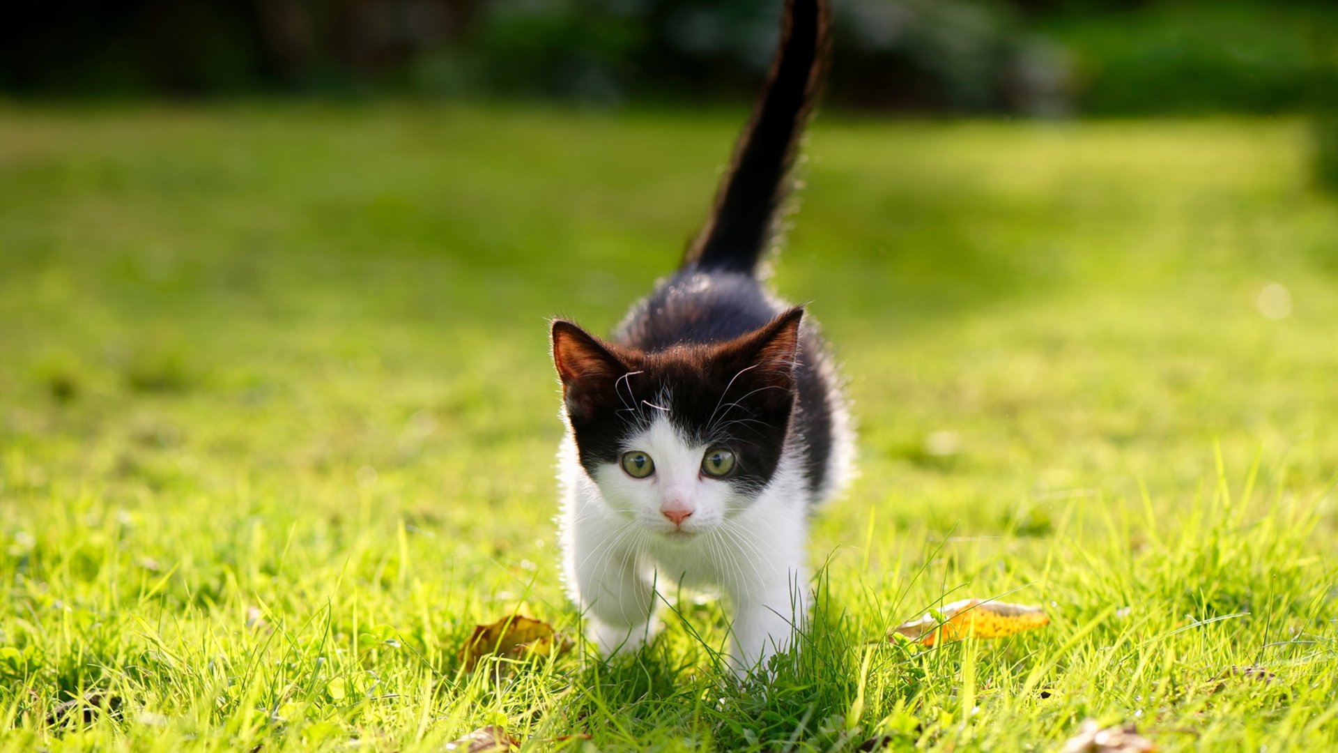 LEYU SPORTS中国官方网站-五大联赛是否普遍降低边后卫助攻风险权重，五大联赛从未降级球队