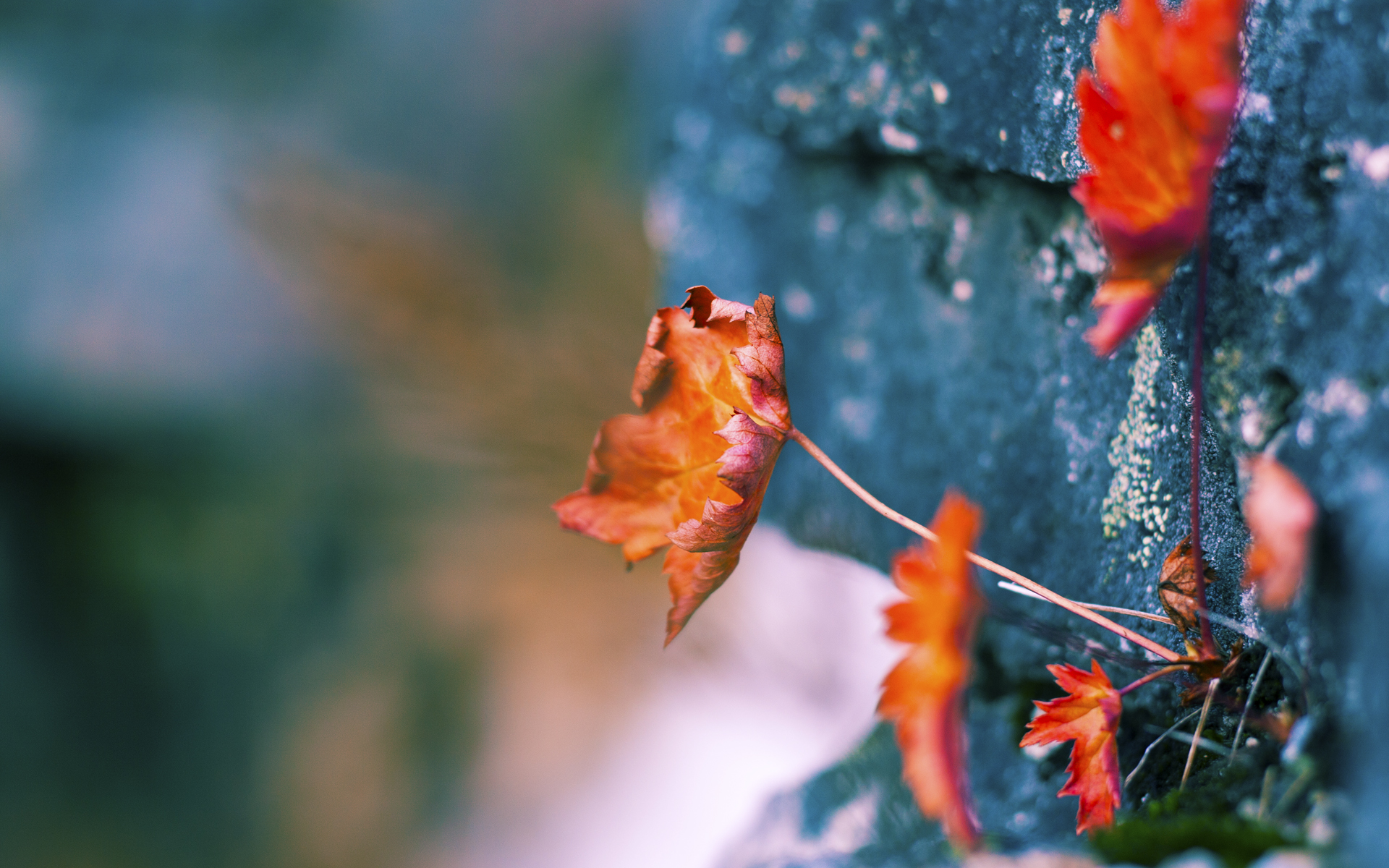 乐鱼电竞· (中国)官方网站-德甲攻防炫技：精彩节奏不断升华！，德甲推荐