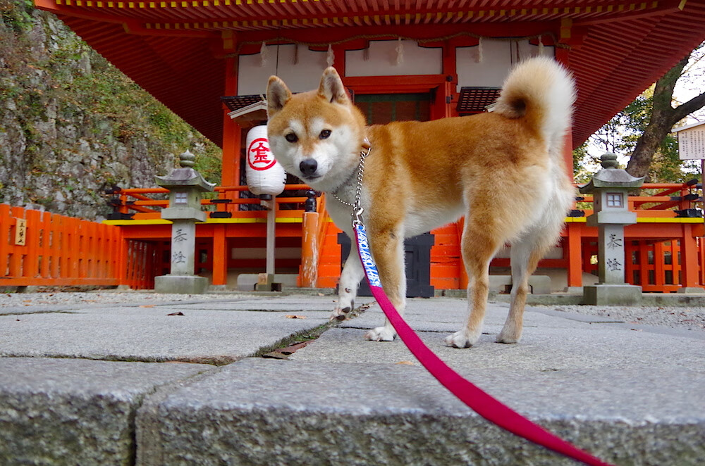乐鱼电竞· (中国)官方网站-意甲绝佳配合：团队协作引领攻防洪流！，意甲联赛队伍