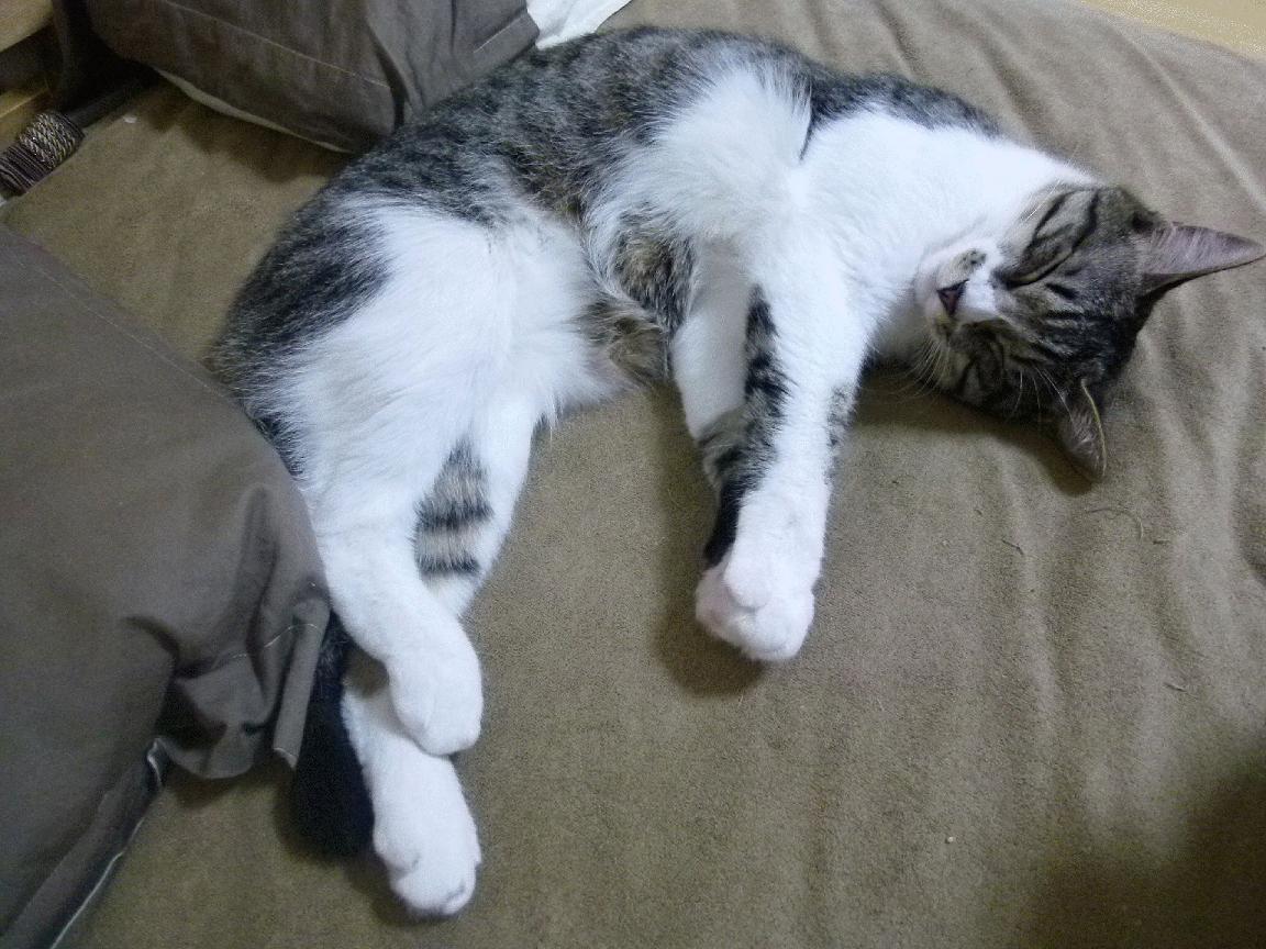 橄榄球运动员就业转型获支持,橄榄球就业前景