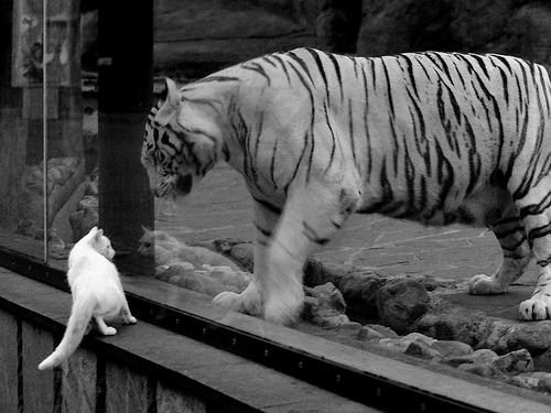 赞比亚男篮在非洲预赛中冲刺,期待奥运新突破,赞比亚男子足球国家队